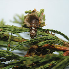 Bagworm caterpillarJPG